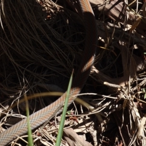 Demansia psammophis at Noosa Heads, QLD - 25 Aug 2016 01:44 PM