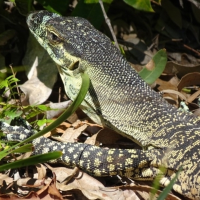 Varanus varius (Lace Monitor) at Noosa Heads, QLD - 25 Aug 2016 by AaronClausen