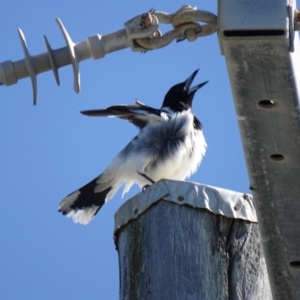 Cracticus nigrogularis at Peregian Beach, QLD - 26 Aug 2016 02:40 PM