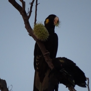Zanda funerea at Peregian Beach, QLD - 18 Aug 2016 06:25 PM
