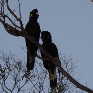 Zanda funerea at Peregian Beach, QLD - 18 Aug 2016 06:25 PM