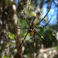 Nephila pilipes (Giant Golden Orb-Weaving Spider) at Noosa National Park - 19 Aug 2016 by AaronClausen