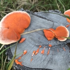 Unidentified Fungus at Peregian Beach, QLD - 12 Jul 2018 by AaronClausen