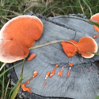 Unidentified Fungus at Peregian Beach, QLD - 12 Jul 2018 by AaronClausen