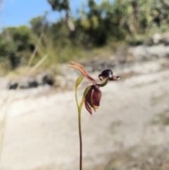 Caleana major (Large Duck Orchid) at Noosa Heads, QLD - 13 Aug 2017 by AaronClausen