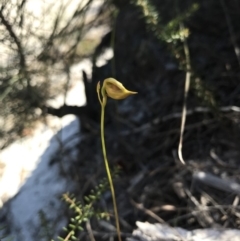 Caleana major (Large Duck Orchid) at Noosa Heads, QLD - 13 Aug 2017 by AaronClausen