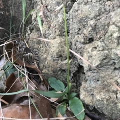 Pterostylis sp. (A Greenhood) at Noosa Heads, QLD - 13 Aug 2017 by AaronClausen