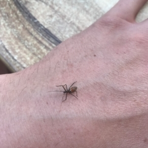 Reduviidae (family) at Peregian Beach, QLD - 14 Aug 2017 10:11 AM