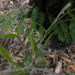 Acacia melanoxylon (Blackwood) at Tuggeranong Hill - 1 May 2019 by Owen