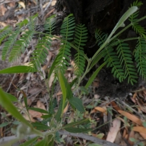 Acacia melanoxylon at Theodore, ACT - 1 May 2019