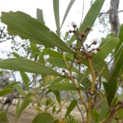 Acacia melanoxylon at Theodore, ACT - 1 May 2019 11:53 AM