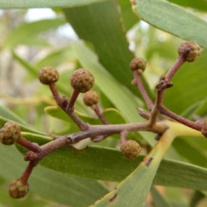 Acacia melanoxylon at Theodore, ACT - 1 May 2019