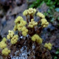 Trichia verrucosa at Box Cutting Rainforest Walk - 29 Apr 2019 by Teresa