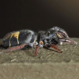 Apricia jovialis at Hackett, ACT - 2 May 2019 12:18 PM