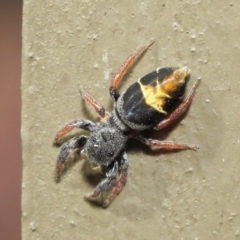 Apricia jovialis at Hackett, ACT - 2 May 2019 12:18 PM