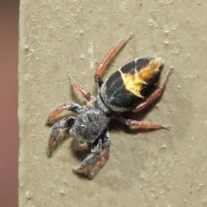 Apricia jovialis at Hackett, ACT - 2 May 2019