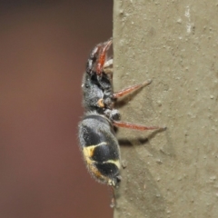 Apricia jovialis at Hackett, ACT - 2 May 2019 12:18 PM