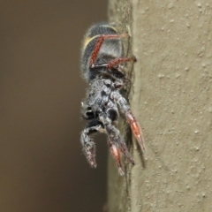 Apricia jovialis at Hackett, ACT - 2 May 2019