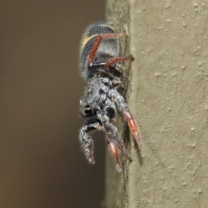 Apricia jovialis at Hackett, ACT - 2 May 2019 12:18 PM