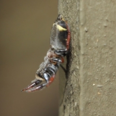 Apricia jovialis at Hackett, ACT - 2 May 2019 12:18 PM