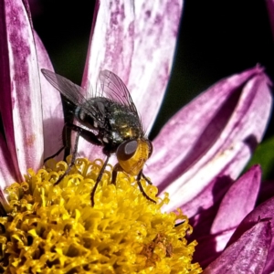 Amenia chrysame at Marlowe, NSW - 27 Apr 2019