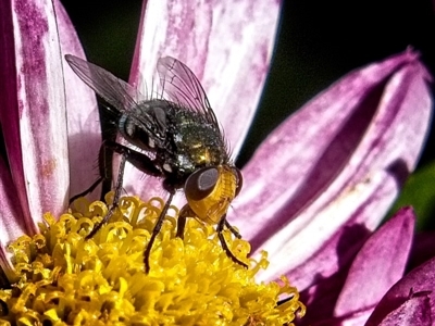 Amenia chrysame (A Blow Fly) at Marlowe, NSW - 27 Apr 2019 by UserfaKgHkxs