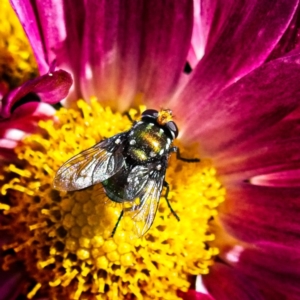 Amenia chrysame at Marlowe, NSW - 27 Apr 2019