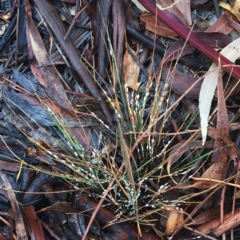Symonicoccus sp. (genus) (Grass Coccid) at Garran, ACT - 3 May 2019 by ruthkerruish