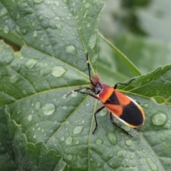 Dindymus versicolor (Harlequin Bug) at Richardson, ACT - 3 May 2019 by SJP