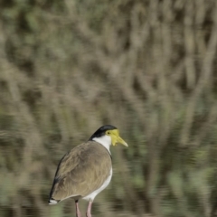 Vanellus miles (Masked Lapwing) at Gordon, ACT - 27 Apr 2019 by BIrdsinCanberra