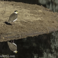 Vanellus miles at Gordon, ACT - 28 Apr 2019