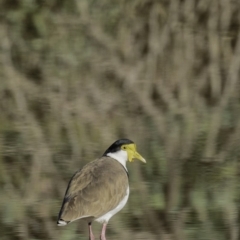 Vanellus miles at Gordon, ACT - 28 Apr 2019