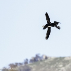 Microcarbo melanoleucos (Little Pied Cormorant) at Paddys River, ACT - 27 Apr 2019 by BIrdsinCanberra