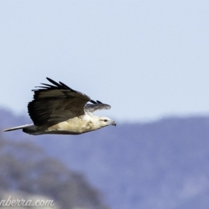 Haliaeetus leucogaster at Paddys River, ACT - 28 Apr 2019