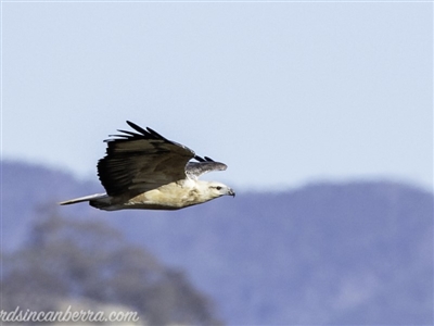 Haliaeetus leucogaster (White-bellied Sea-Eagle) at Paddys River, ACT - 28 Apr 2019 by BIrdsinCanberra