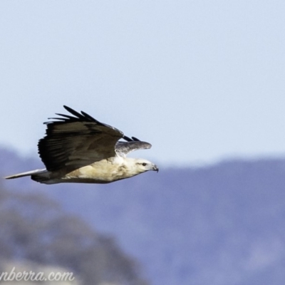 Haliaeetus leucogaster (White-bellied Sea-Eagle) at Paddys River, ACT - 27 Apr 2019 by BIrdsinCanberra