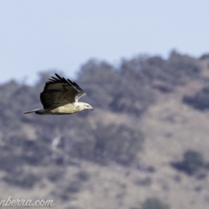 Haliaeetus leucogaster at Paddys River, ACT - 28 Apr 2019 08:45 AM