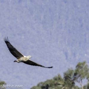 Haliaeetus leucogaster at Paddys River, ACT - 28 Apr 2019 08:45 AM