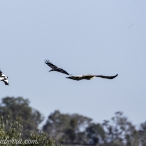 Haliaeetus leucogaster at Paddys River, ACT - 28 Apr 2019 08:45 AM