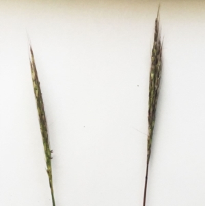 Bothriochloa macra at Hughes, ACT - 3 May 2019