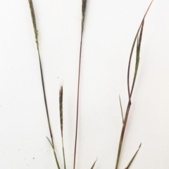 Bothriochloa macra at Hughes, ACT - 3 May 2019