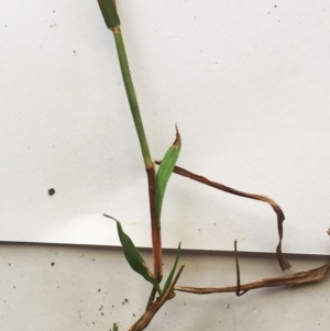 Bothriochloa macra at Hughes, ACT - 3 May 2019