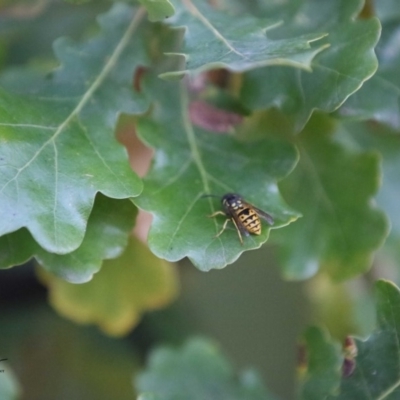 Vespula germanica (European wasp) at Amaroo, ACT - 3 May 2019 by RichForshaw