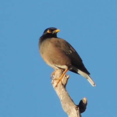 Acridotheres tristis (Common Myna) at Chisholm, ACT - 25 Apr 2019 by michaelb