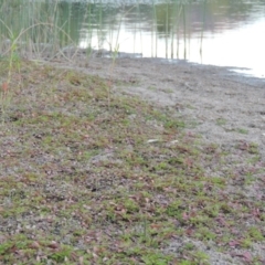 Ludwigia palustris (Marsh Purslane) at Tuggeranong DC, ACT - 12 Mar 2019 by MichaelBedingfield