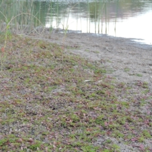 Ludwigia palustris at Tuggeranong DC, ACT - 12 Mar 2019