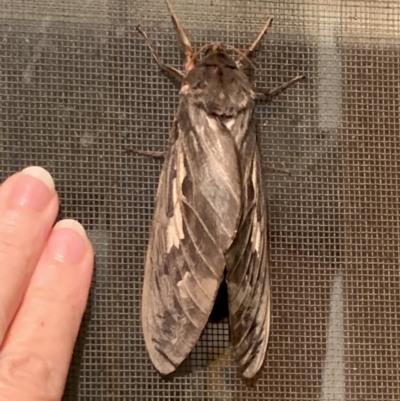 Abantiades atripalpis (Bardee grub/moth, Rain Moth) at Nanima, NSW - 3 May 2019 by 81mv