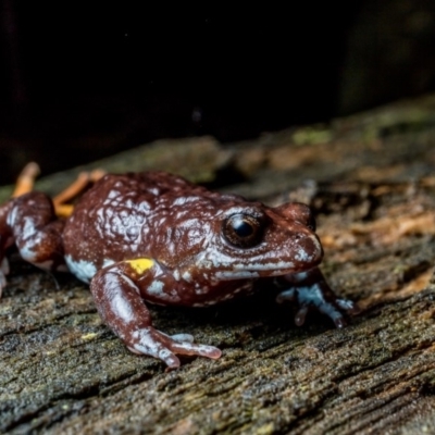 Pseudophryne bibronii (Brown Toadlet) at Uriarra Village, ACT - 3 May 2019 by TyrieStarrs