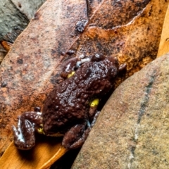 Pseudophryne bibronii at Uriarra Village, ACT - 3 May 2019 08:28 PM