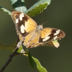 Heteronympha merope (Common Brown Butterfly) at National Arboretum Forests - 4 May 2019 by SandraH